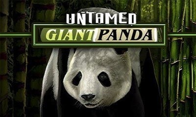 Untamed - Giant Panda